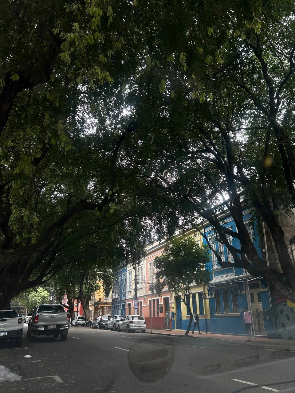 Rua arborizada
